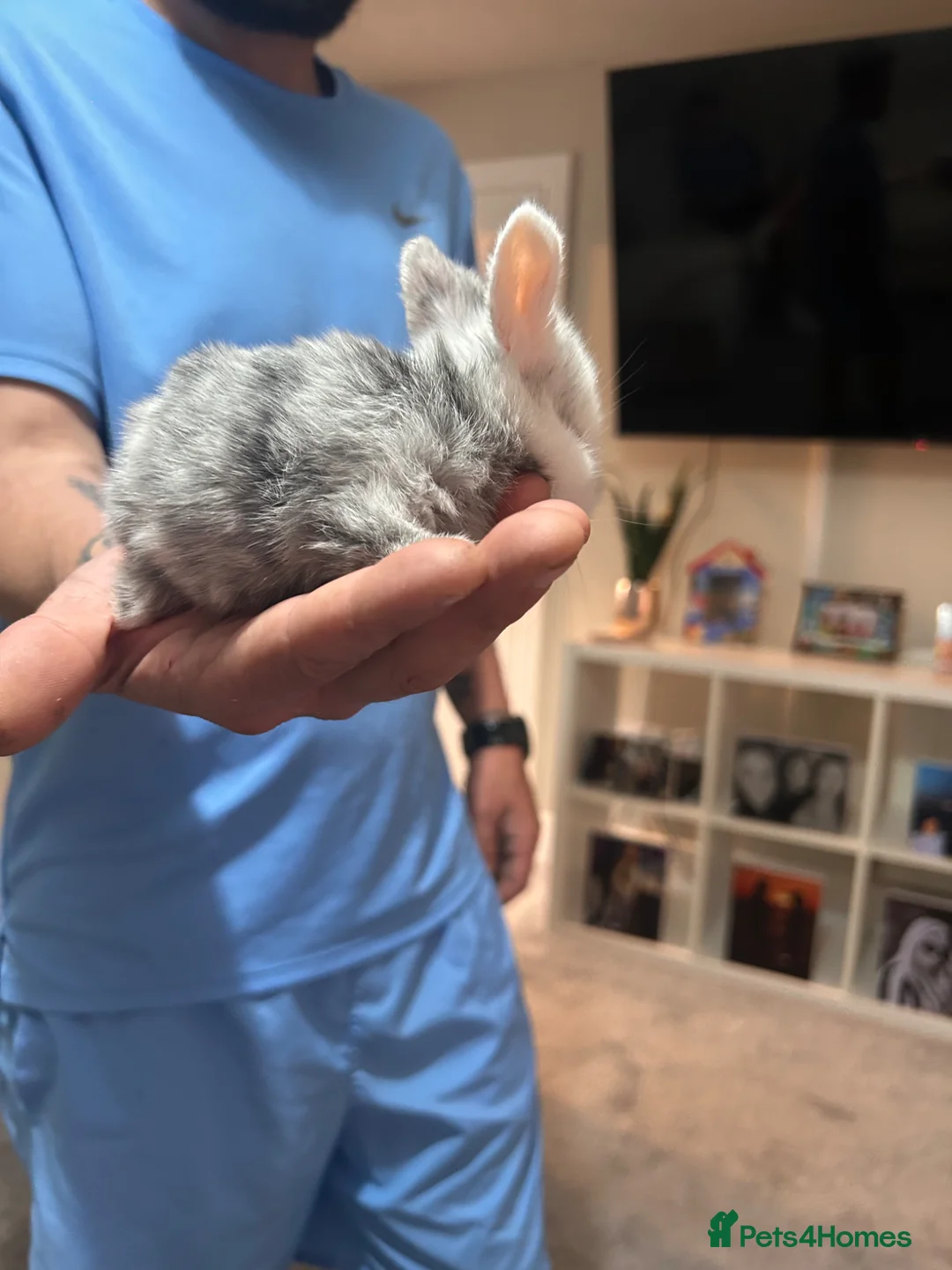 Lionhead rabbits for sale: Baby rabbits for sale - Advert 2