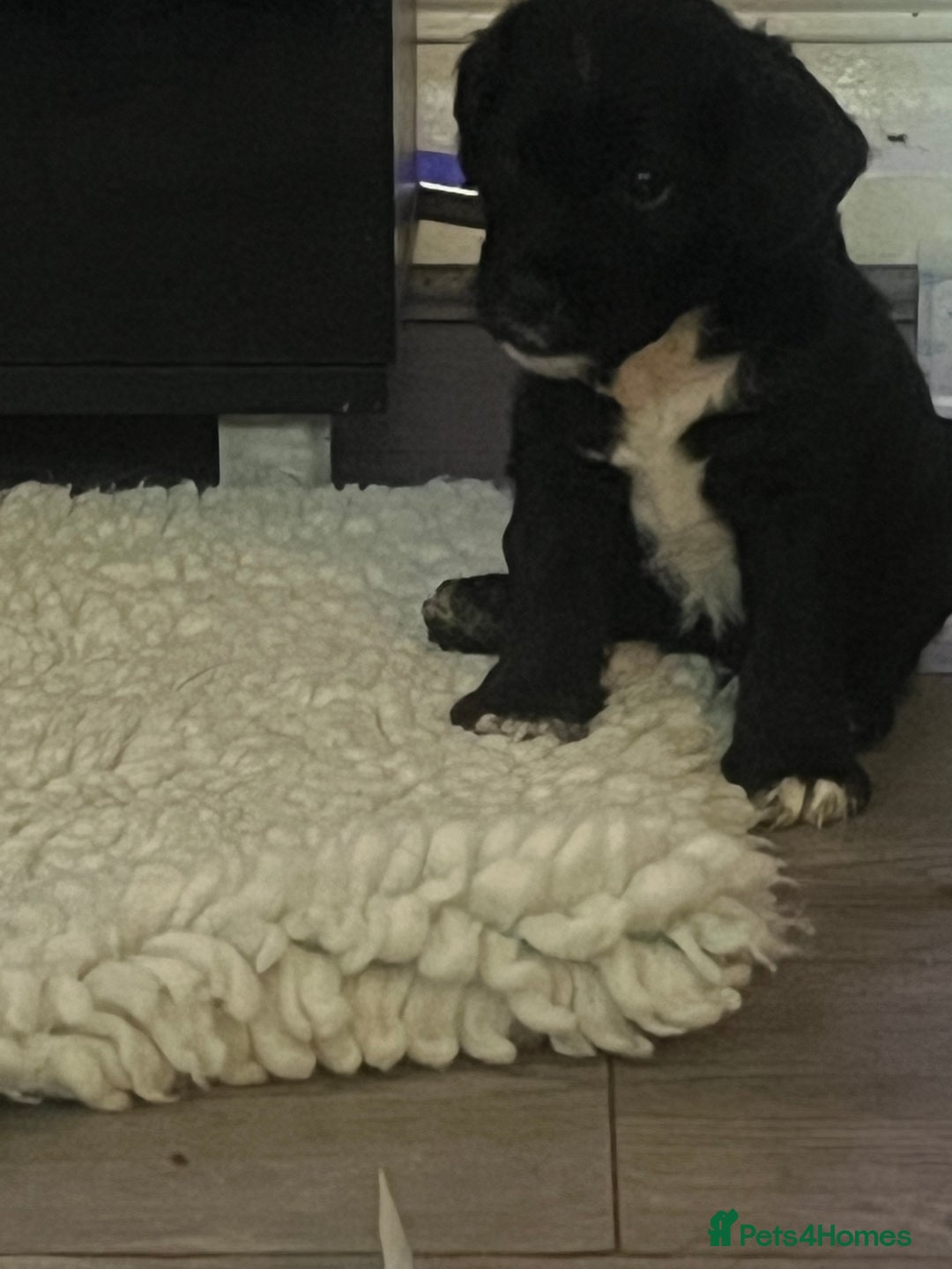 Patterdale Terrier dogs for sale: Patterdale/jack puppies **NEW YEAR NEW ADDITION♥️* - Advert 5