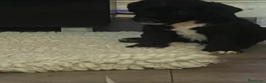 Patterdale Terrier Puppy 8