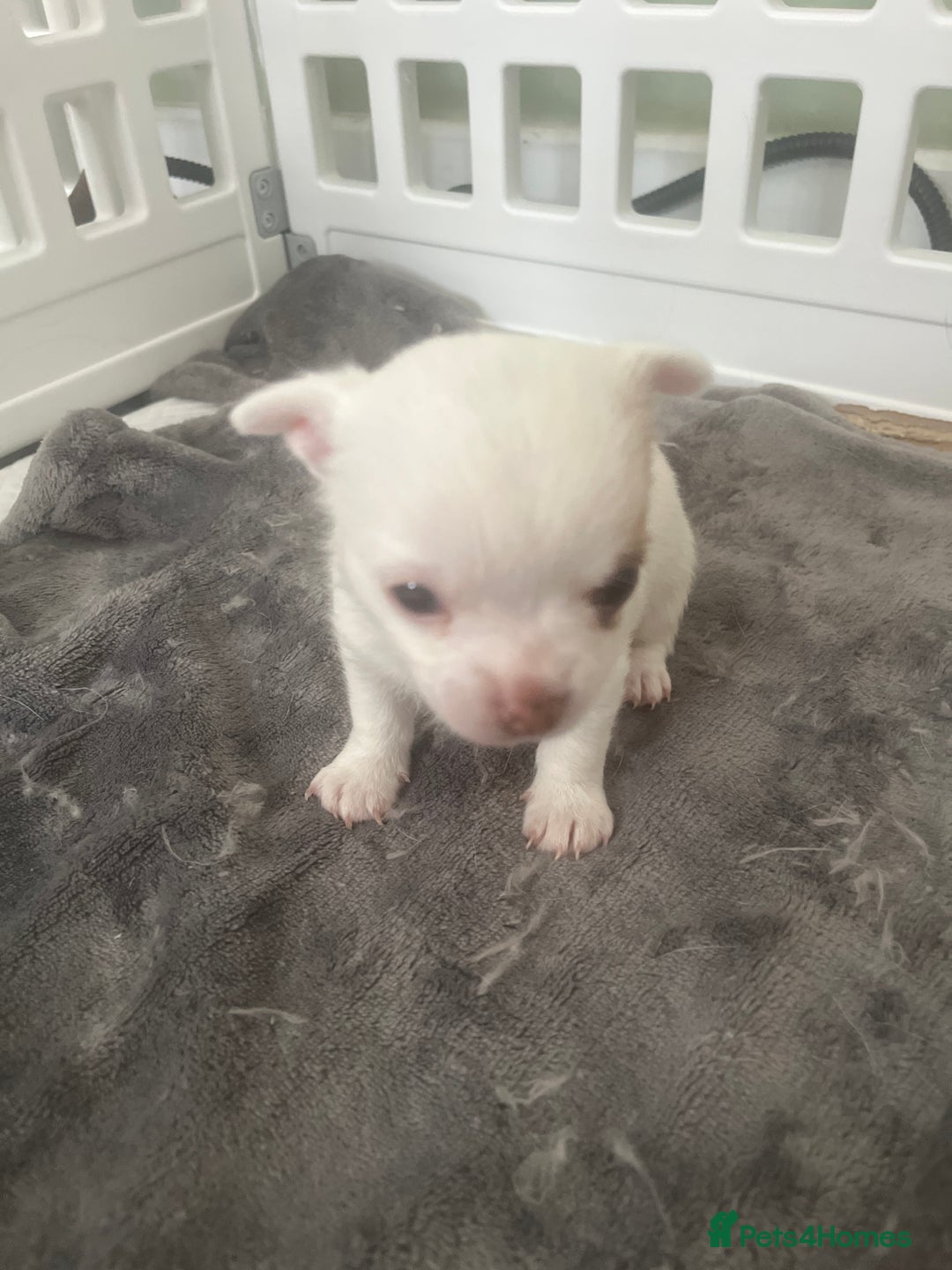 Chihuahua dogs for sale: 1 male chihuahua  - Advert 9