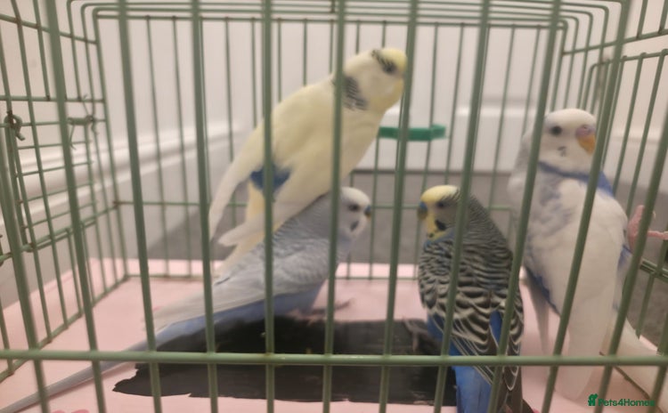Budgerigars birds - Advert 13