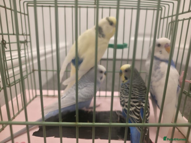 Budgerigars birds - Advert 5