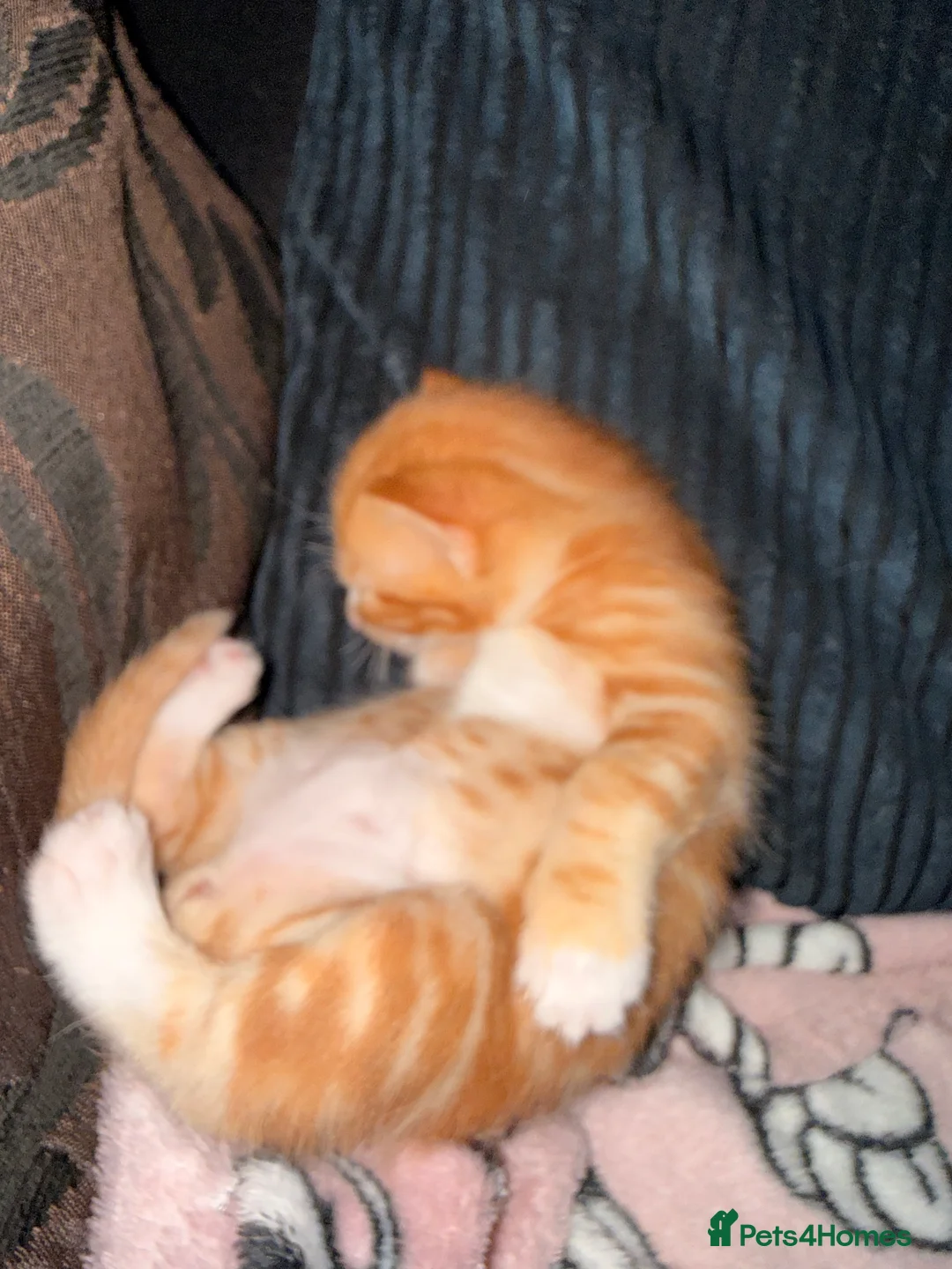 Mixed Breed cats for sale: 2 white and ginger Marble kittens for sale  - Advert 2