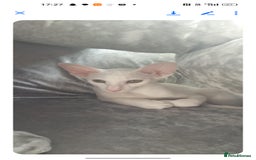 Oriental cats for sale: White oriental girl kitten  - Image 2