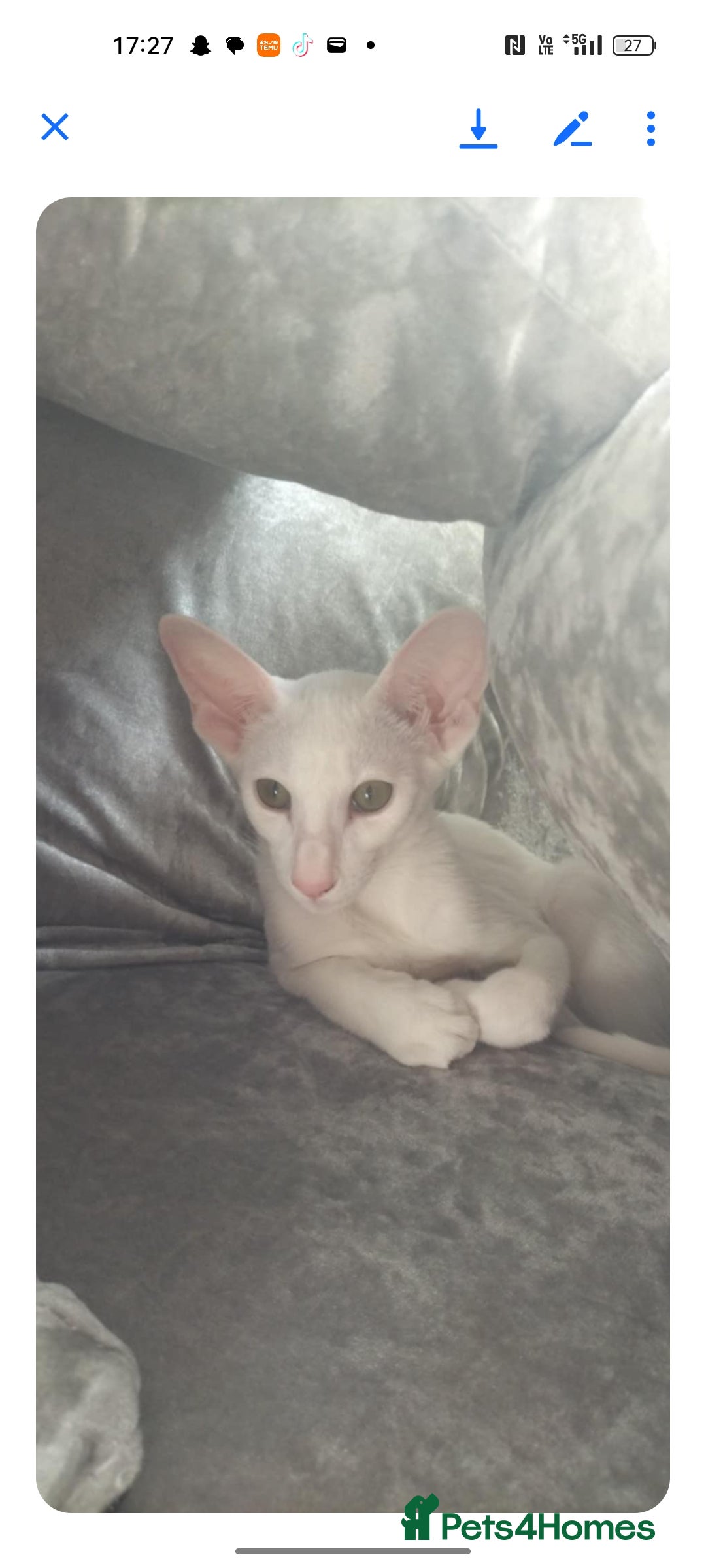 Oriental cats for sale: White oriental girl kitten  - Image 2