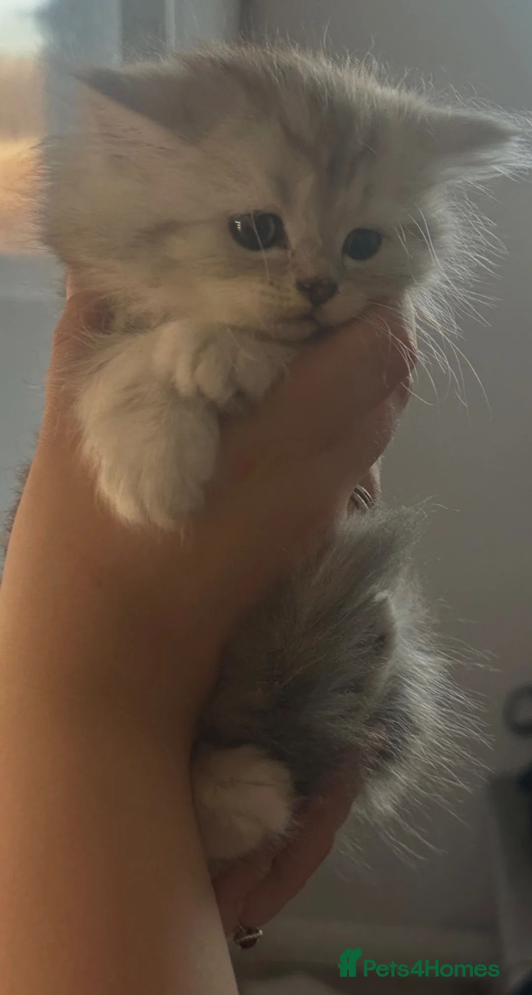 Perdoll cats for sale: Persian x ragdoll - Advert 6