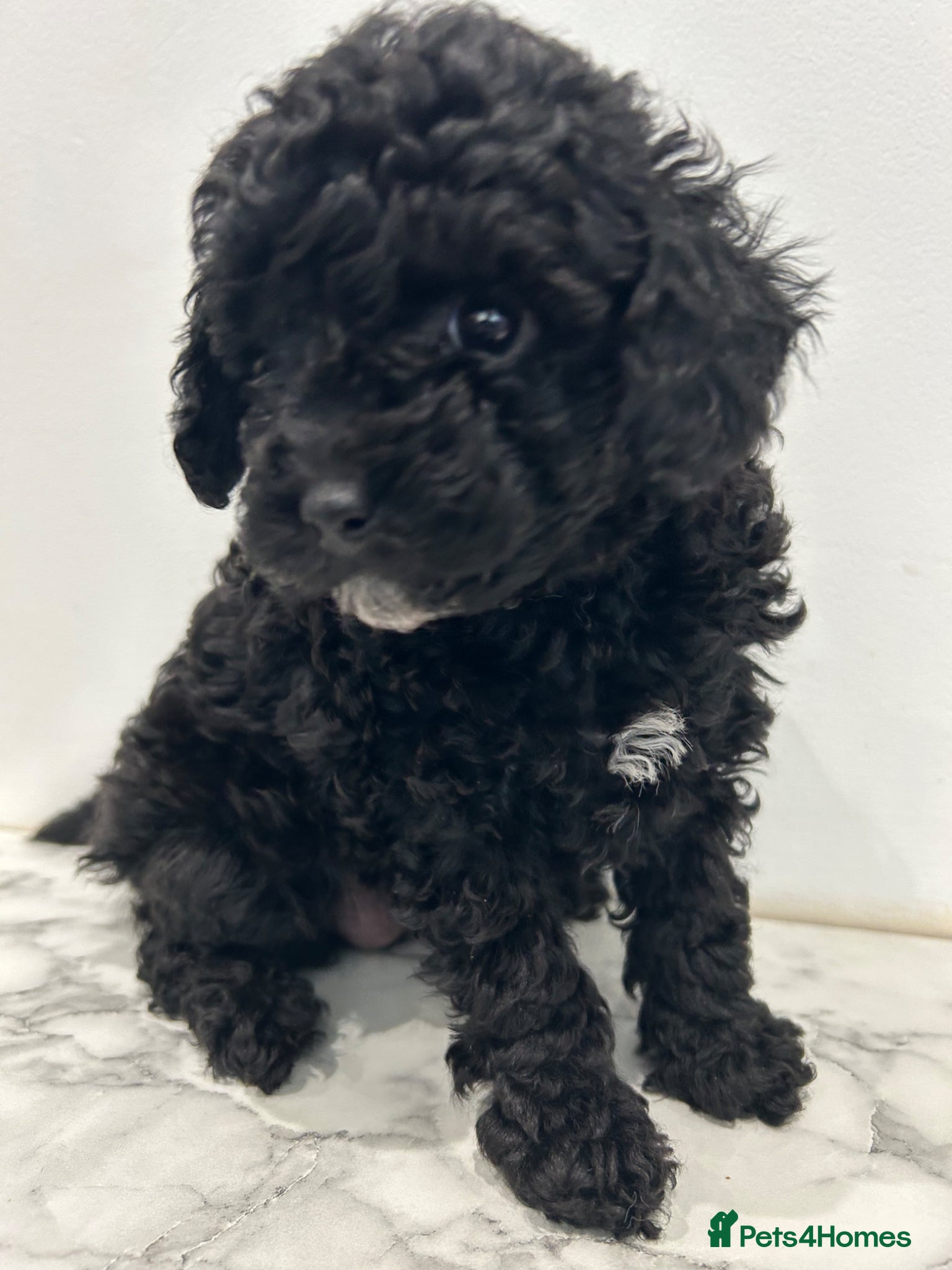 Cavapoo dogs Health Tested F1b Cavapoos - Advert 12