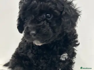 Cavapoo dogs Health Tested F1b Cavapoos - Advert 5