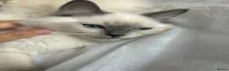 Ragdoll cats for sale: 😸🐾Pure Ragdoll kitties😸🐾 2 male & 1 female🐾😸 - Advert 21