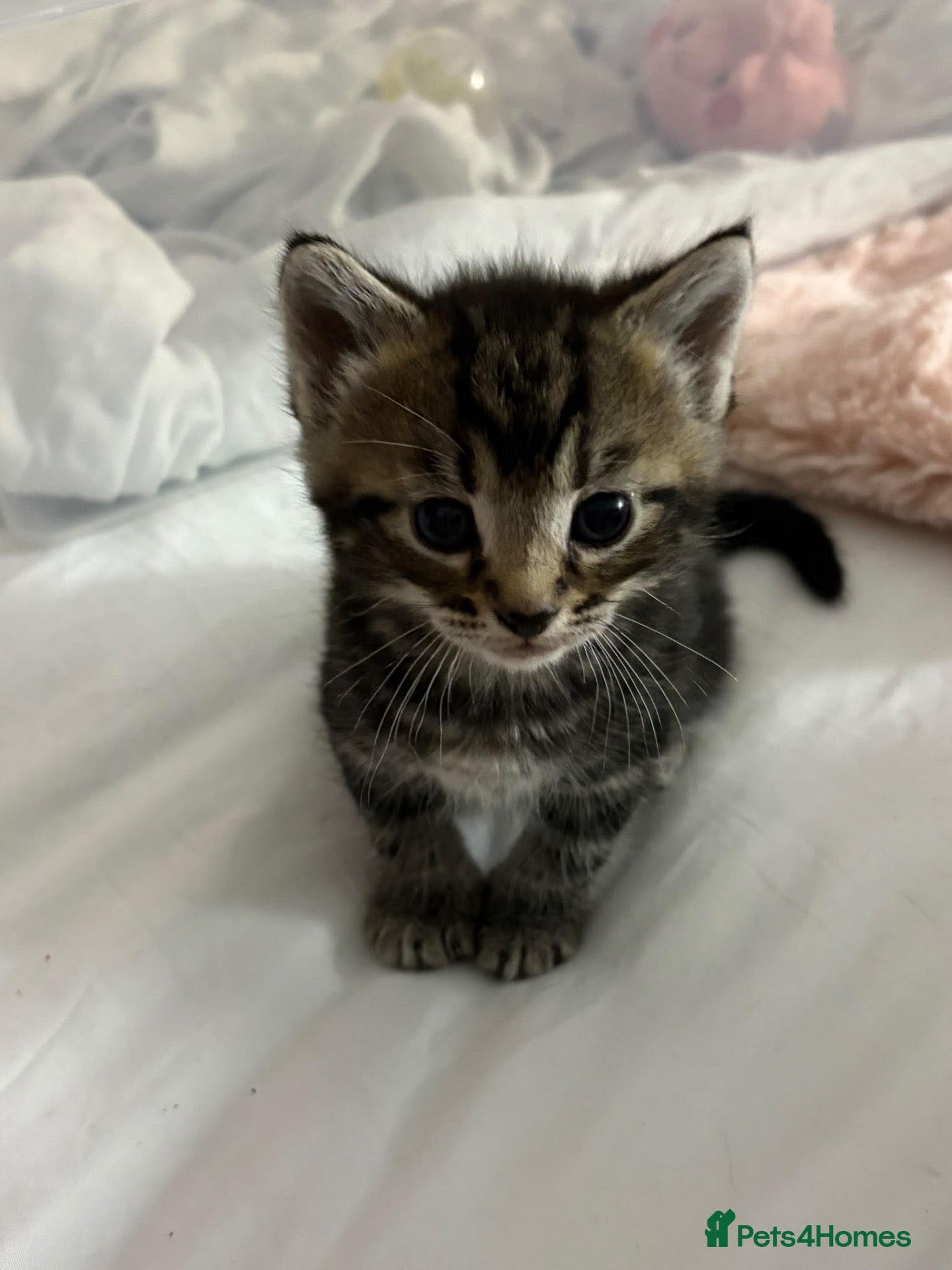 Mixed Breed cats Beautiful Fluffy Boys - Advert 13