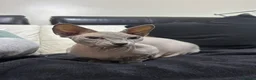 Sphynx cats for sale: Short Leg Munckin Sphinx Kittens(BullyCat) - Advert 7