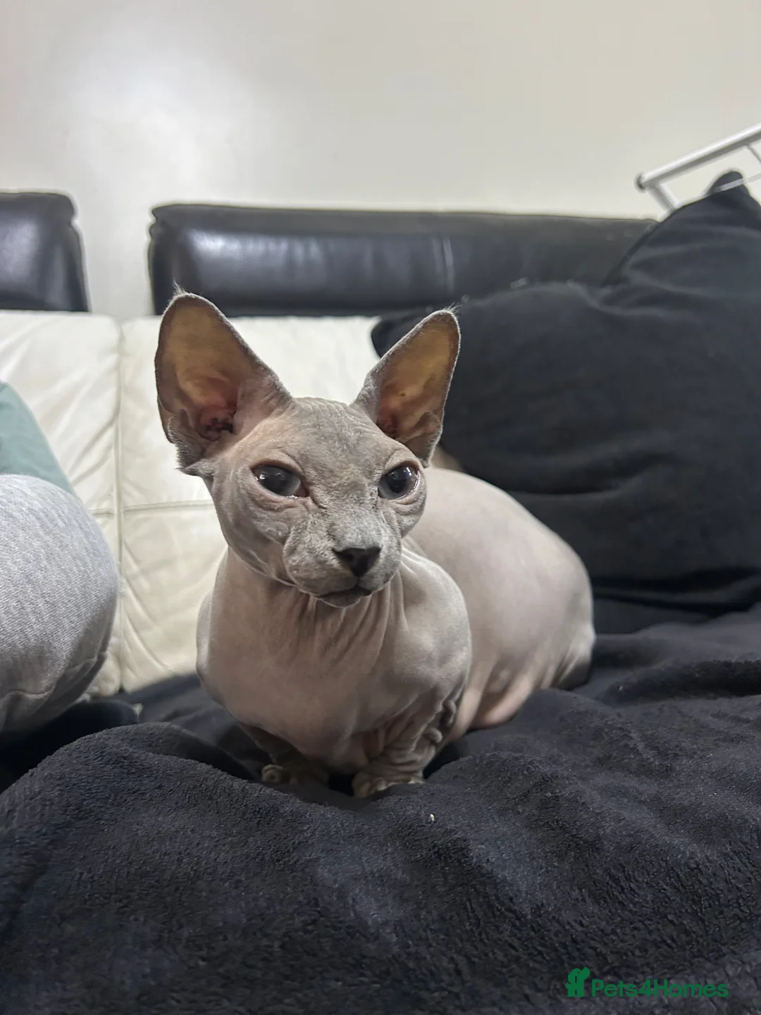 Sphynx cats for sale: Short Leg Munckin Sphinx Kittens(BullyCat) - Advert 7
