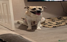 Akita dogs for sale: Akita 2years old  - Image 2