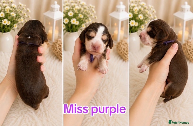 Cocker Spaniel dogs  🤎Exceptional DNA clear show Cocker Spaniels🤎 - Advert 4