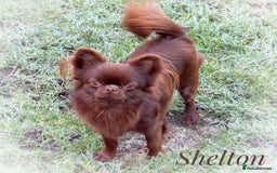 Chihuahua dogs for sale: Beautiful chocolate long coat chihuahuas - Image 22