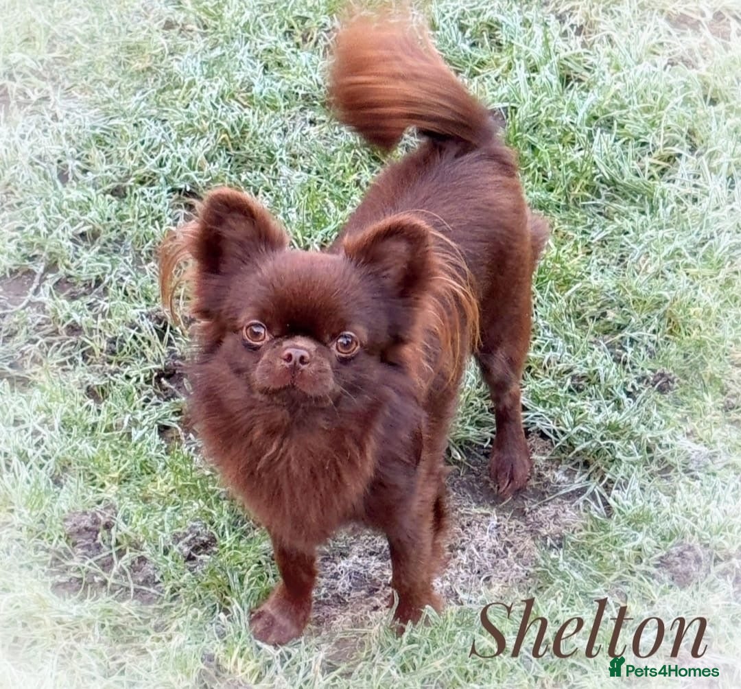 Chihuahua dogs for sale: Beautiful chocolate long coat chihuahuas - Image 22
