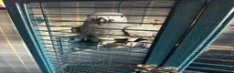 Parrots birds for sale: Stunning baby African Grey - Advert 6