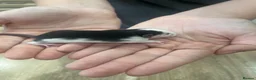 Rat rodents for sale: Baby Dumbo Rats - Advert 11