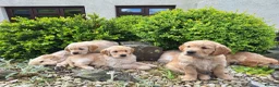 Golden Retriever dogs for sale: Beautiful litter of Golden Retriever puppies 🐶  - Advert 27
