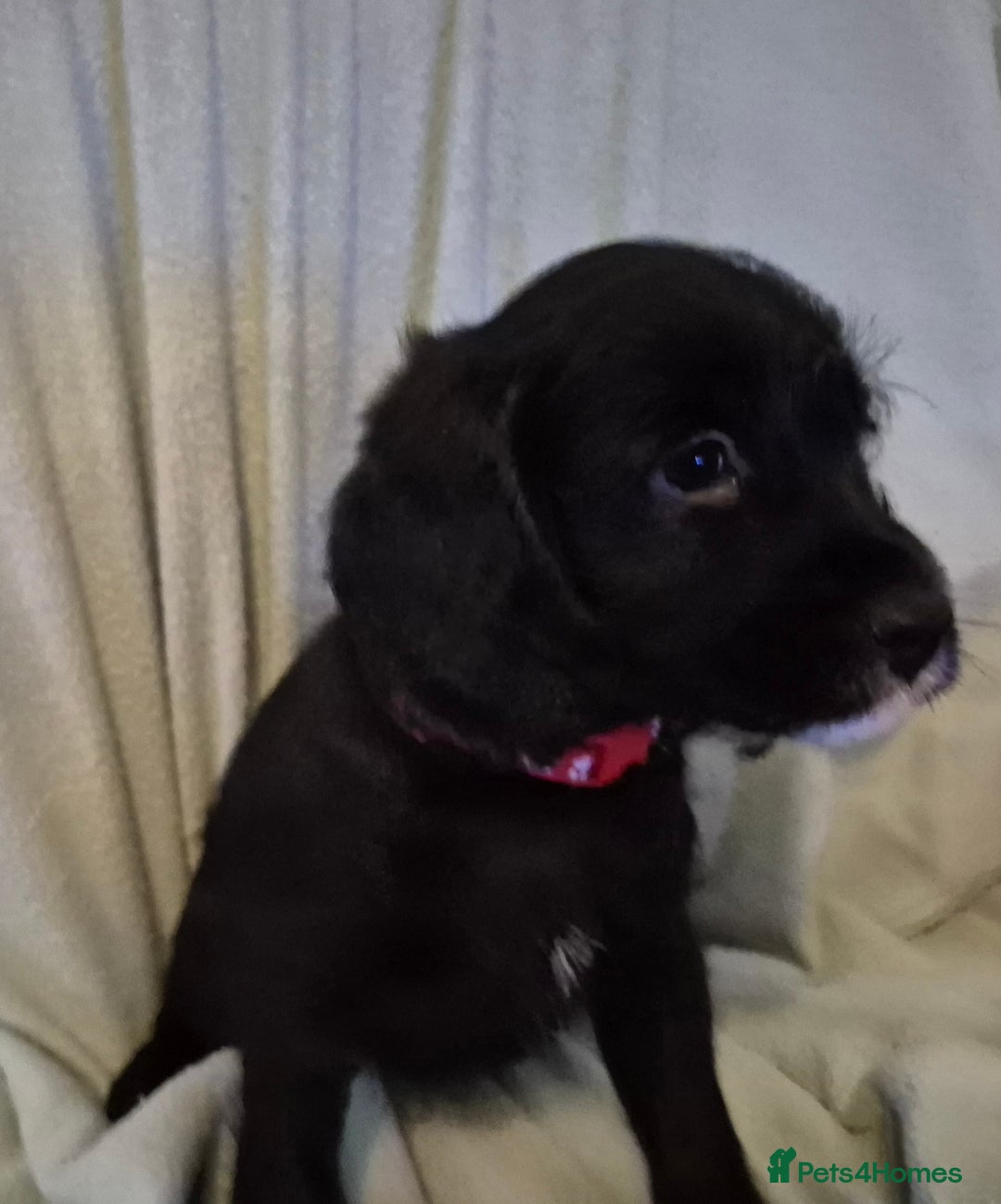 Mixed Breed dogs for sale: Beagle cross puppies for sale - Advert 23