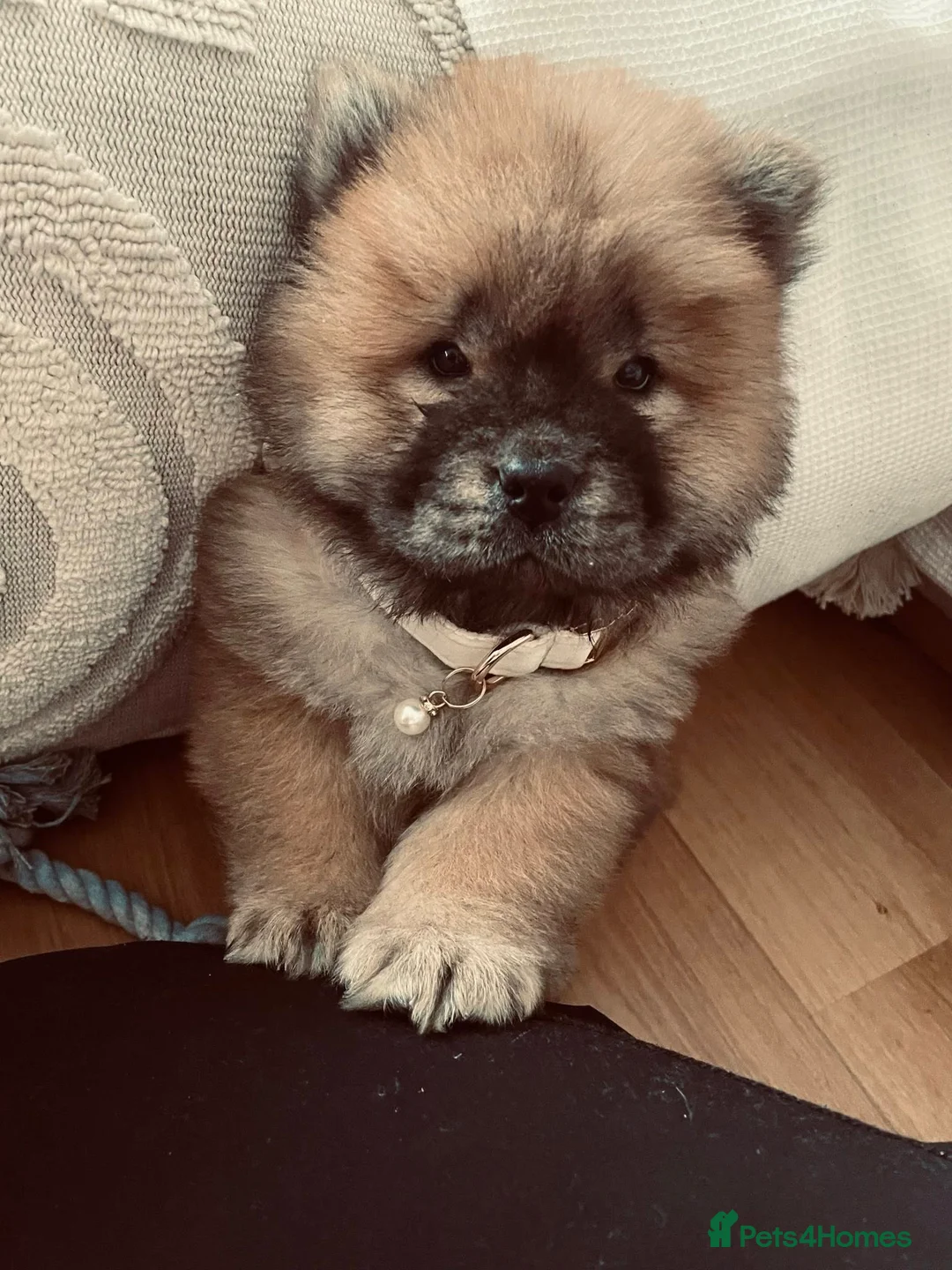 Chow Chow dogs for sale: EXPECTED PUPPIES in Newtownards - Advert 2