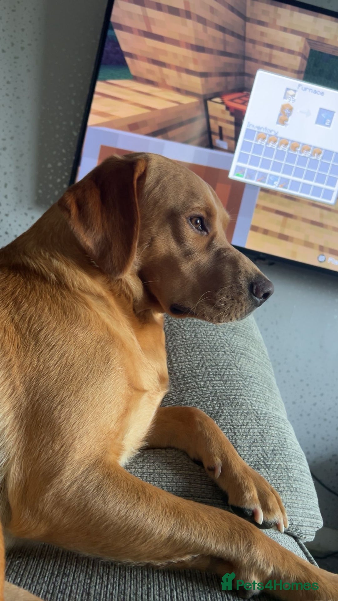 Labrador Retriever dogs for stud: 2 handsome  kc registered brothers for stud - Advert 8