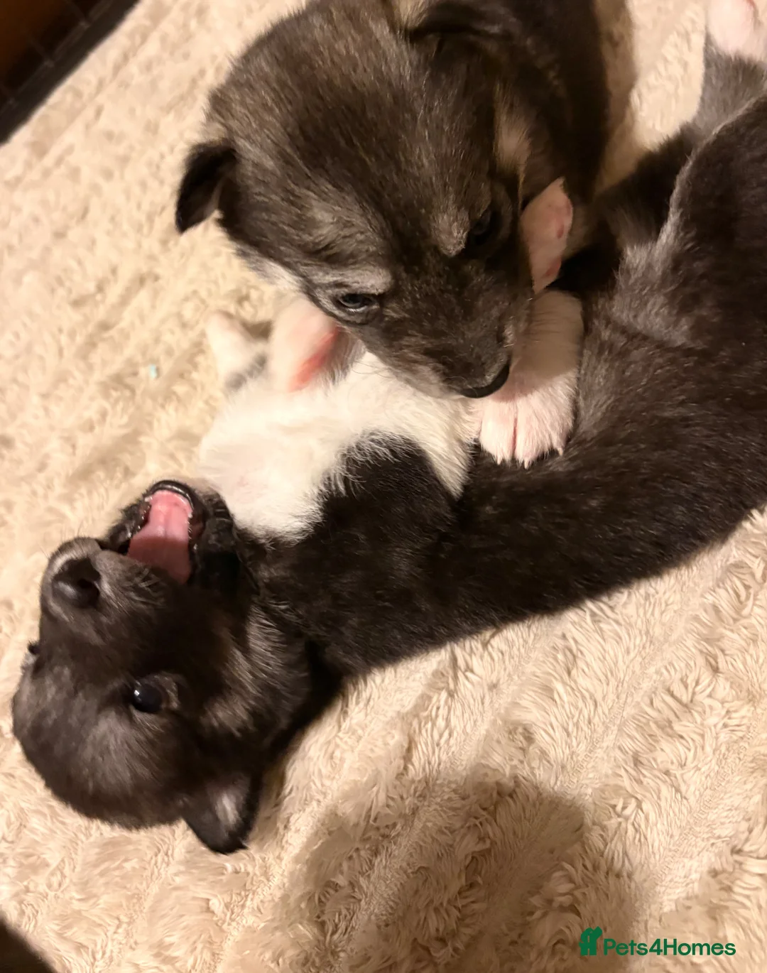 Utonagan dogs for sale: Alaskan malamutes x Siberian husky  in Fraserburgh - Advert 2