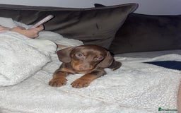 Dachshund dogs for sale: Dachshund for sale cheap - Image 3