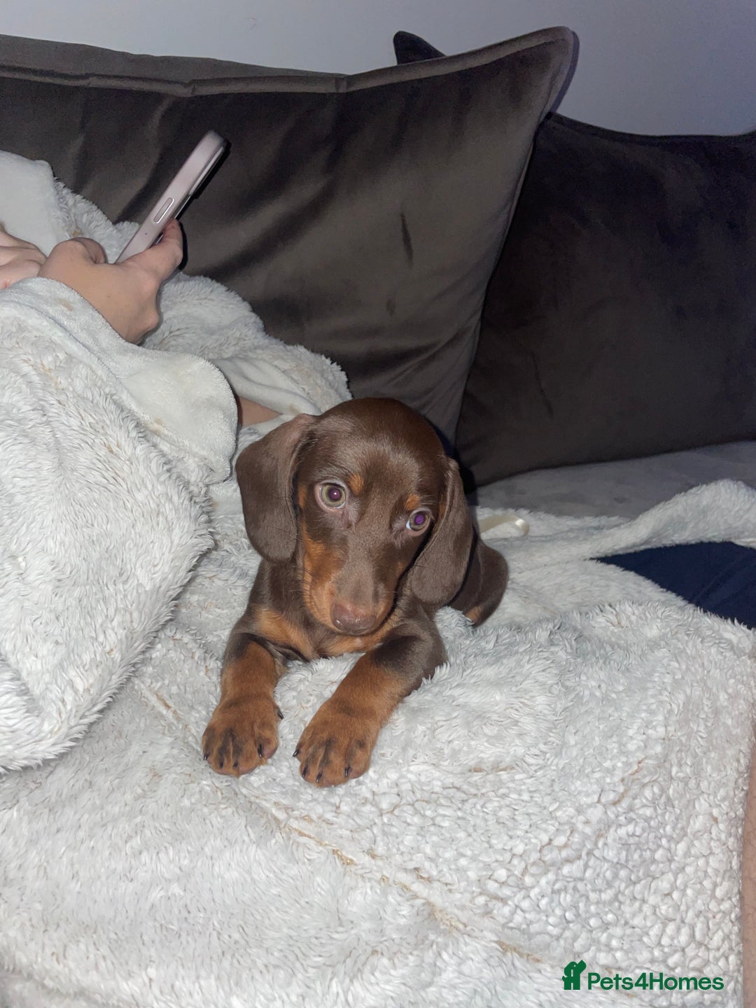 Dachshund dogs for sale: Dachshund for sale cheap - Image 3