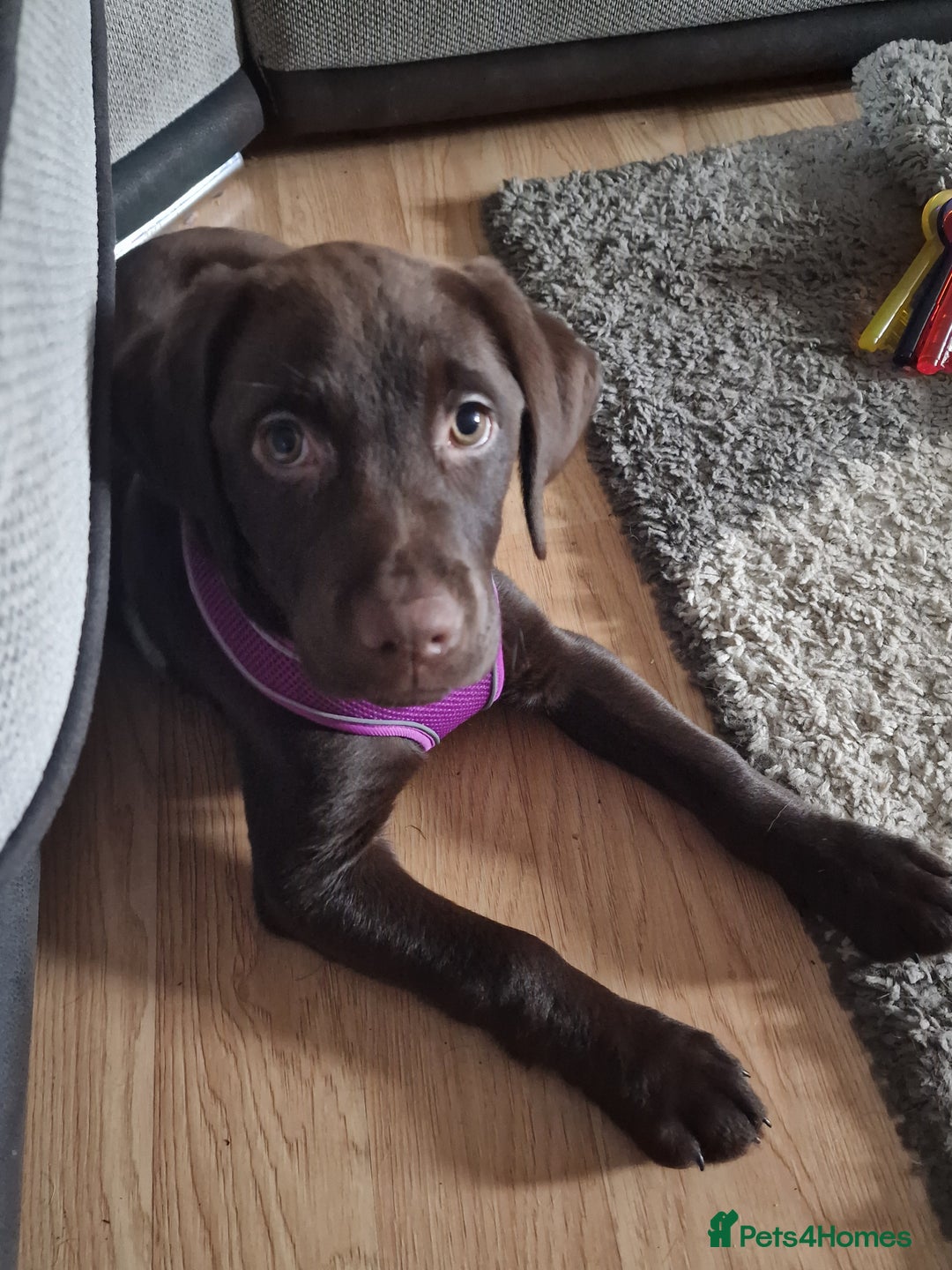 Labrador Retriever dogs for adoption: Cookie - Advert 6