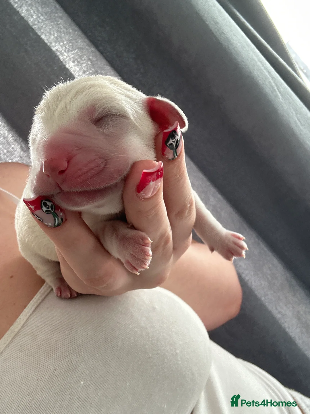 Labrador Retriever dogs for sale: Golden Labrador Puppies 🐾 - Advert 2