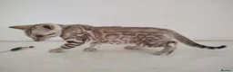 Bengal cats for sale: Bengal kittens - Advert 4