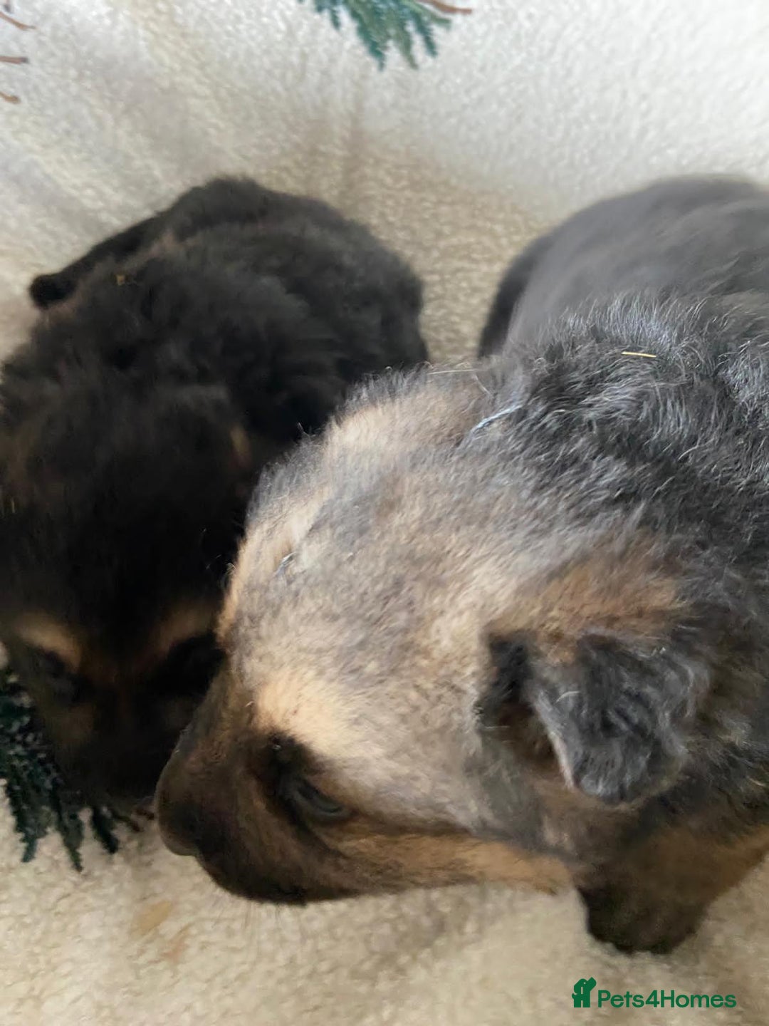 German Shepherd dogs for sale: German Shepherd Puppies - Advert 12