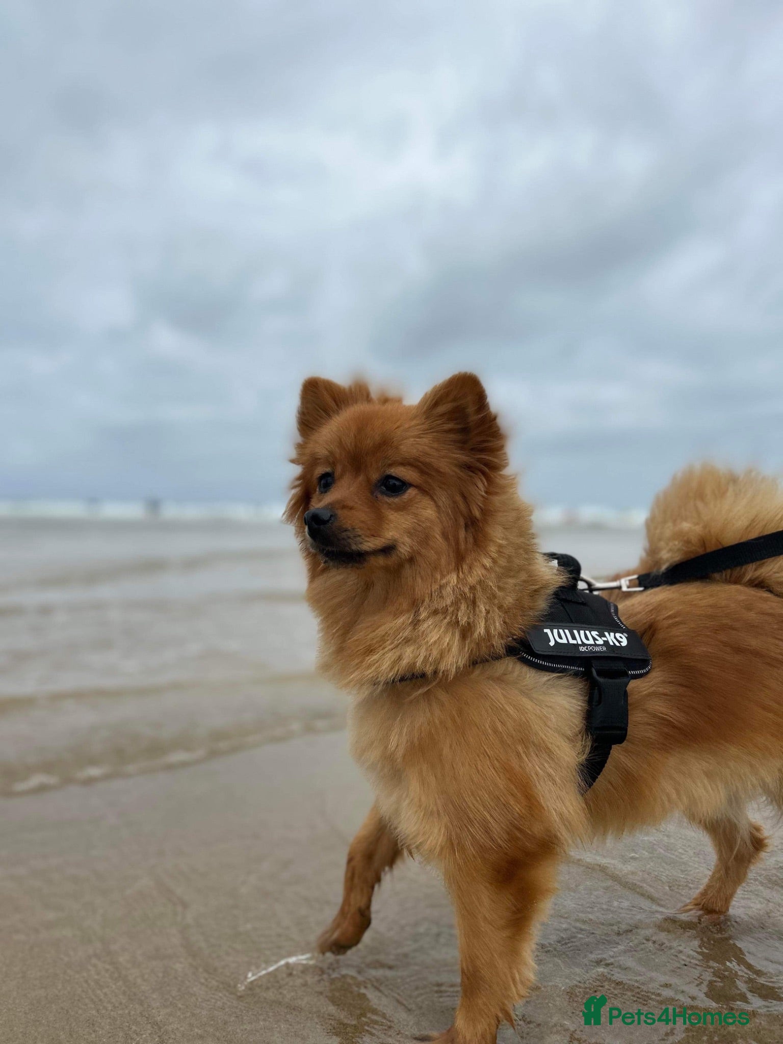 Pomeranian dogs Pomeranian 4 years old - Advert 16