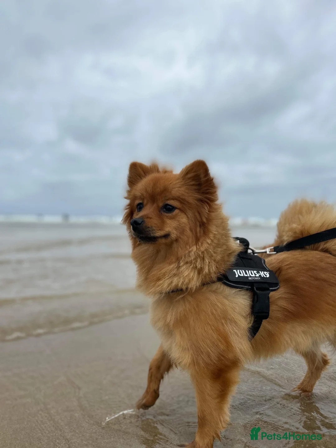 Pomeranian dogs for sale: Pomeranian 4 years old - Advert 2