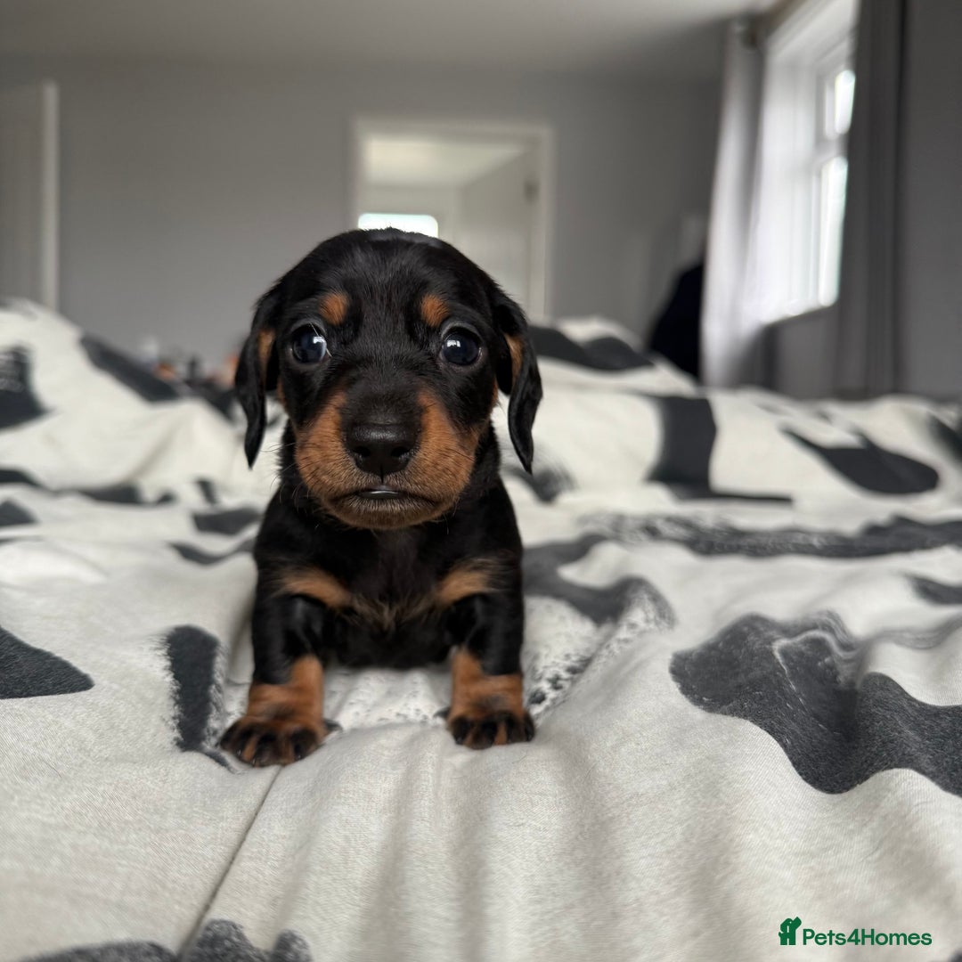 Miniature Dachshund dogs for sale: 4 x gorgeous miniature dachshund puppies  - Image 3