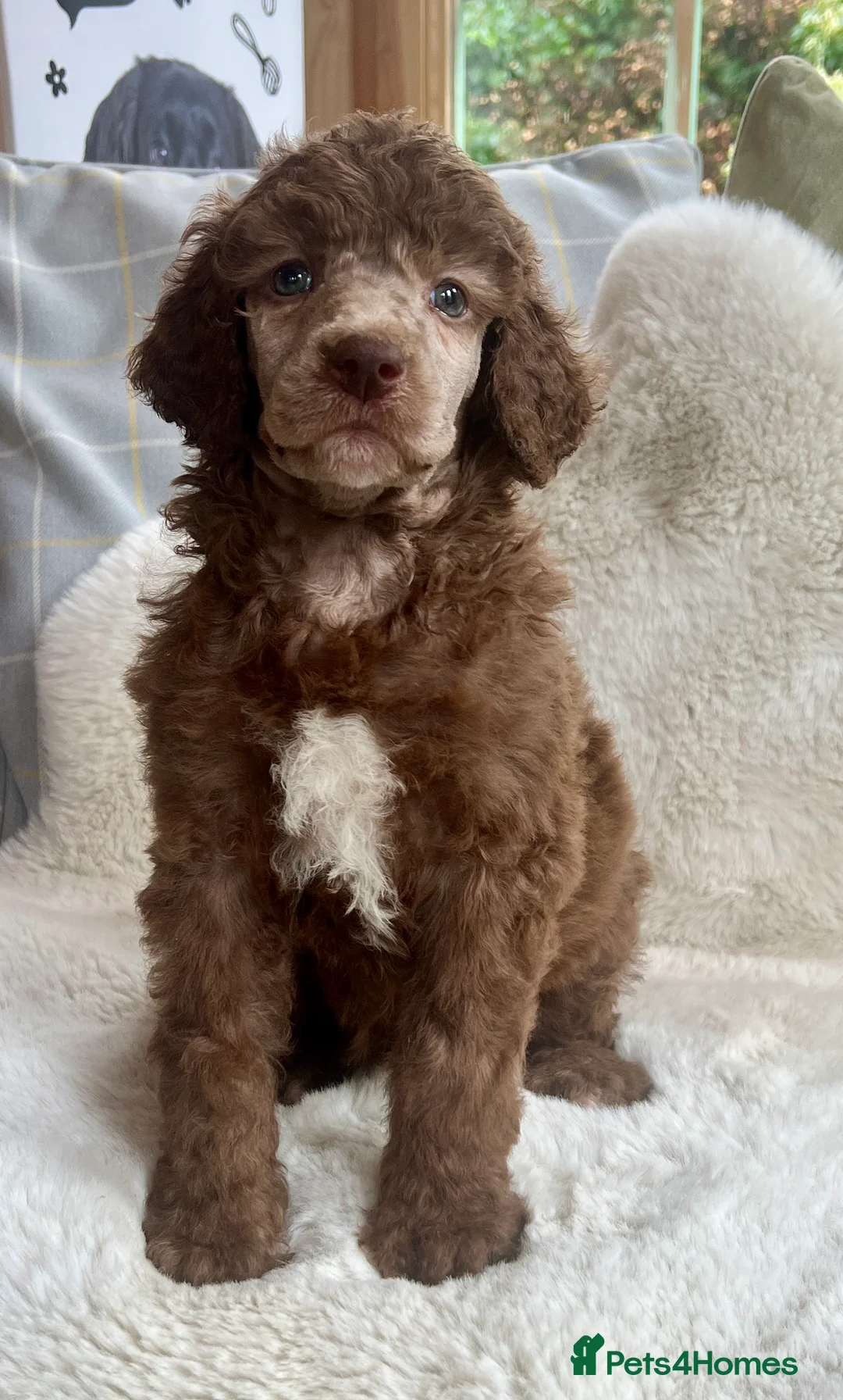 Standard Poodle dogs for sale: Stunning KC reg standard poodles  - Advert 3