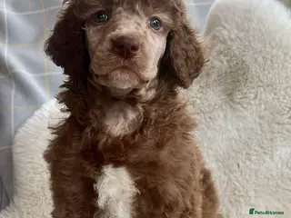 Standard Poodle dogs Stunning KC reg standard poodles - Advert 3