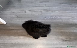 Pomapoo dogs for sale: Pomapoo puppy  - Image 4