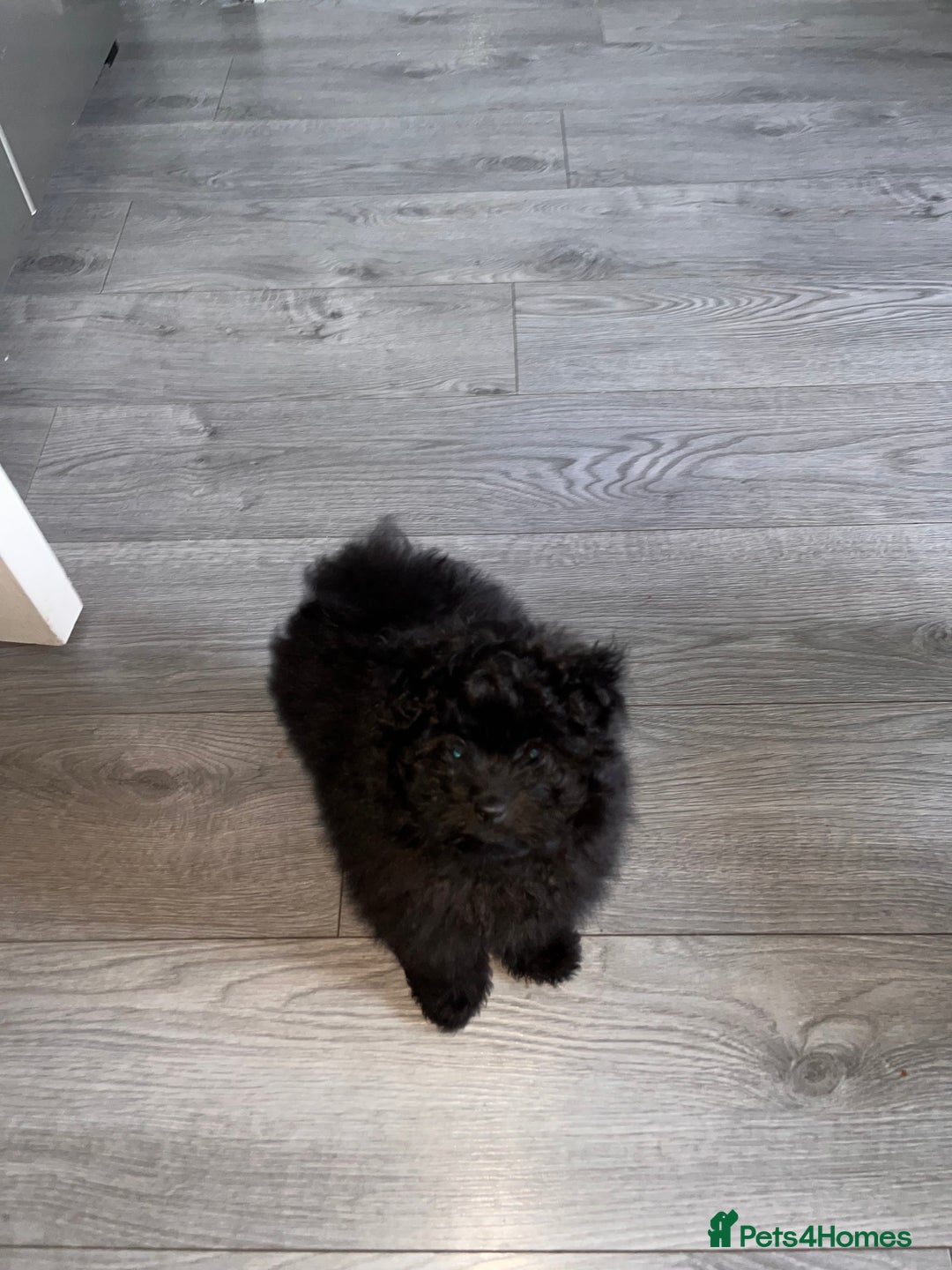 Pomapoo dogs for sale: Pomapoo puppy  - Image 4