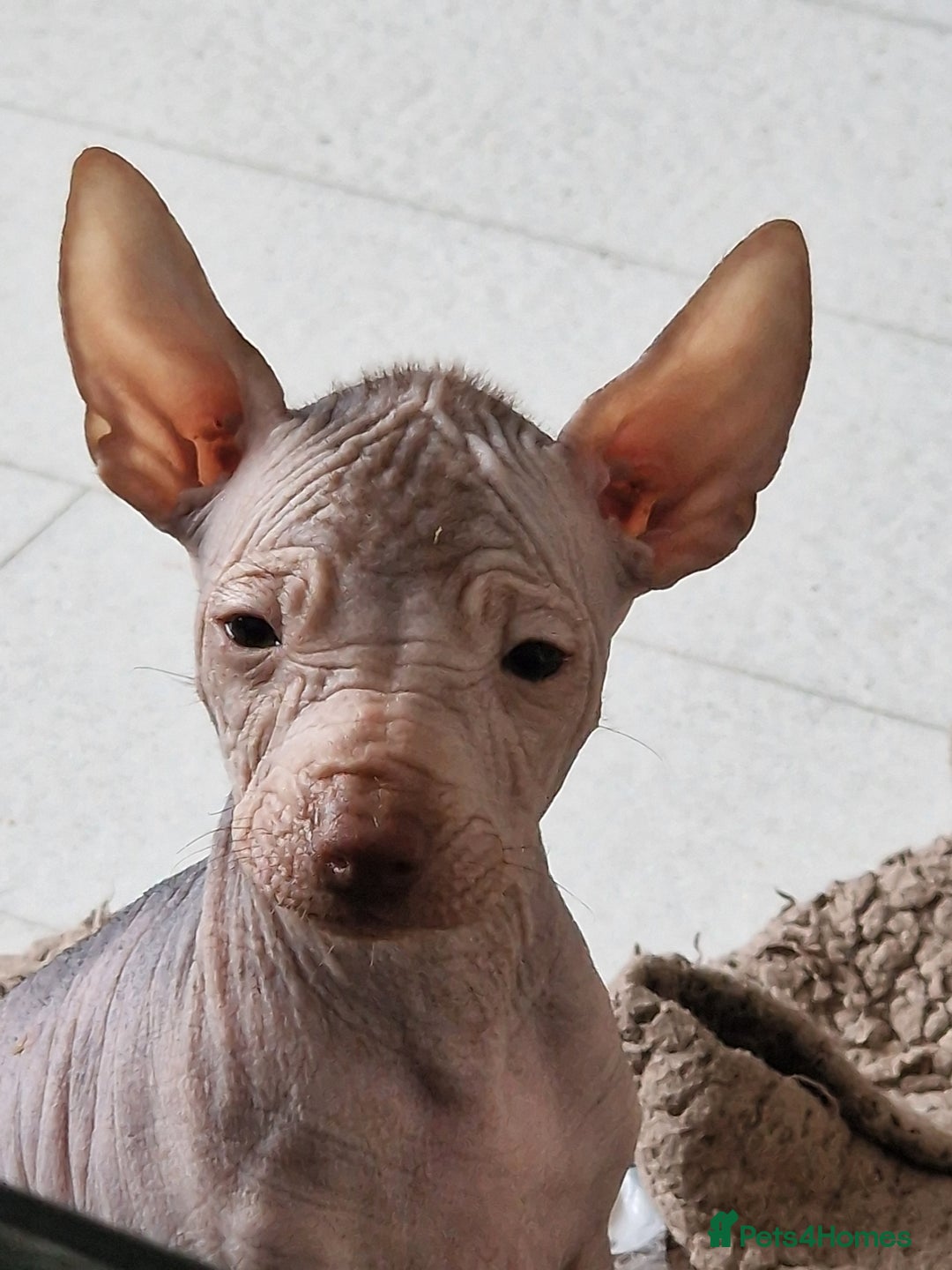 Mexican Hairless dogs for sale:  1 mini boy red  2000 mini black girl 2000. - Image 4