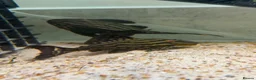 Plecos fish for sale: L027C Royal Thunder aka Golden line panaque  - Advert 3