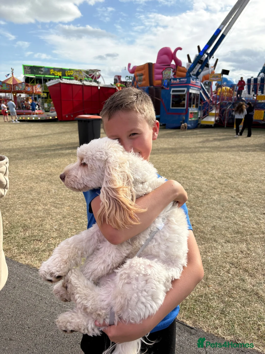 Cockapoo dogs for stud: Mrs Nicola weites in Hartlepool - Advert 6