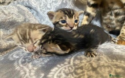 Bengal cats for sale: STUNNING TICA reg Bengal kittens ready to reserve - Image 22