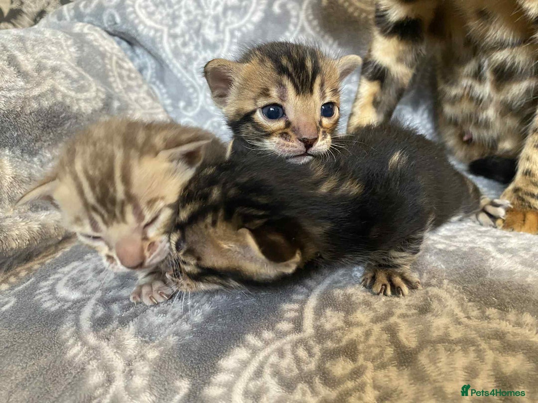 Bengal cats for sale: STUNNING TICA reg Bengal kittens ready to reserve - Image 22