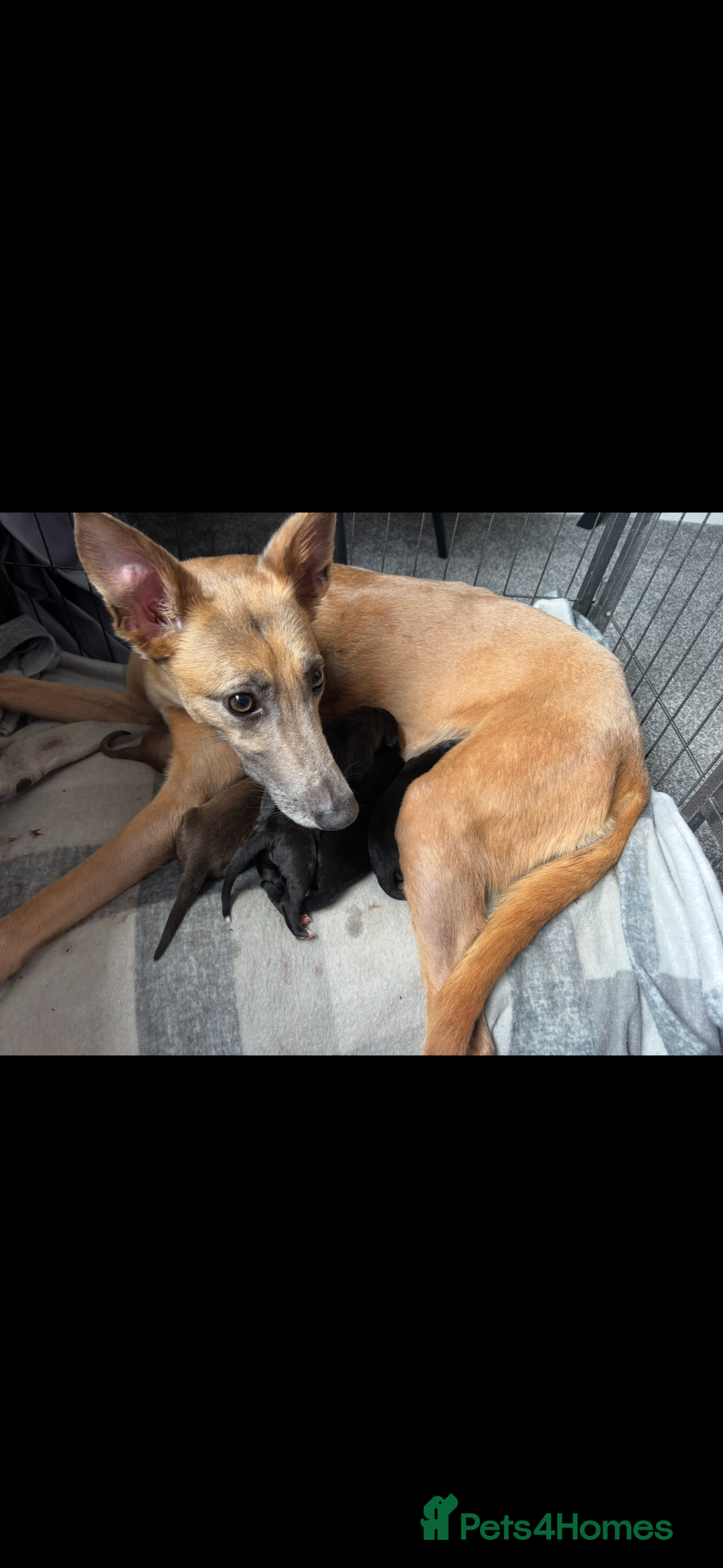 Lurcher dogs for sale: Last Dog! Male Lurcher Tan pup, last one to go!  - Image 6