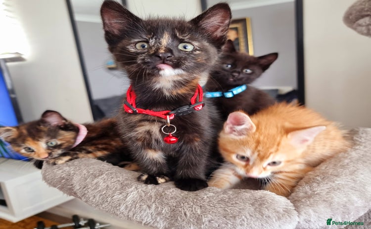 Mixed Breed cats - Advert 4