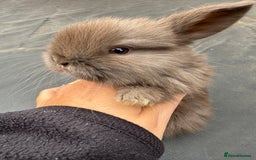 Mini Lop rabbits for sale: Pure bred mini lop baby bunnies. (Very friendly) - Image 5