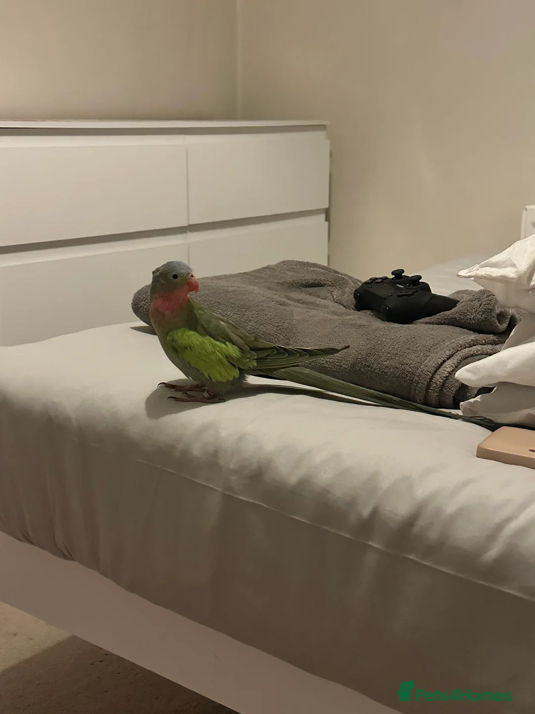 Parakeets birds for sale: Parakeet looking for a loving and patient home! in Bournemouth - Advert 2