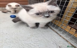 British Shorthair cats for sale: British shorthair GGCF Blue colourpoint kittens  - Image 19